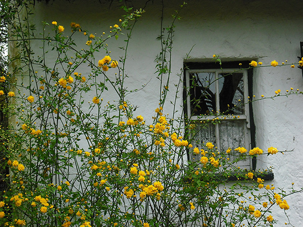 the-irish-cottage-window